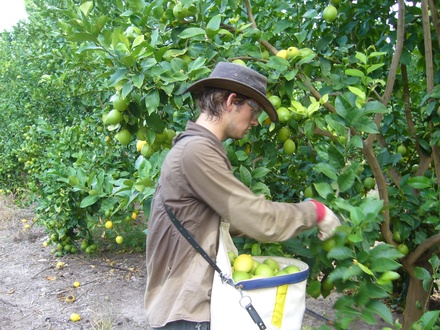  Fruitpicking
 