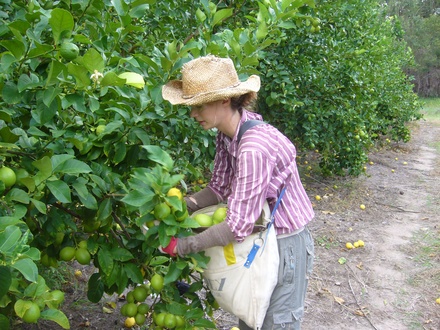  Fruitpicking
 