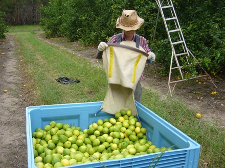  Fruitpicking
 