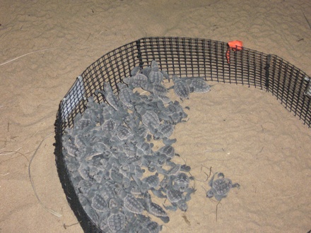  Turtle Watch (Bundaberg)
 