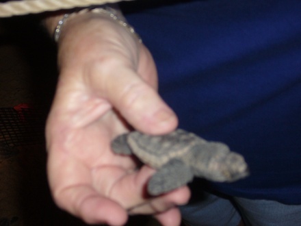  Turtle Watch (Bundaberg)
 