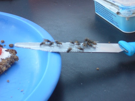  Fliegen, Fliegen, Fliegen
 