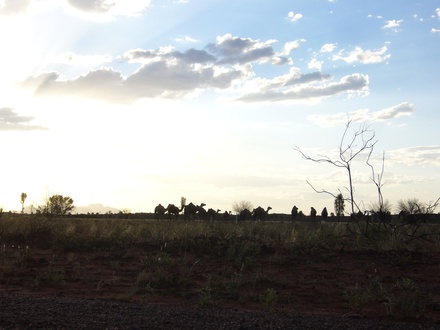  Überbelichtete Kamele von den Olgas im Sonneuntergang
 