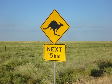  Vorsicht Kängurus (Man beachte die Genetalien)
 