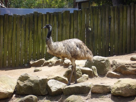  Emu
 