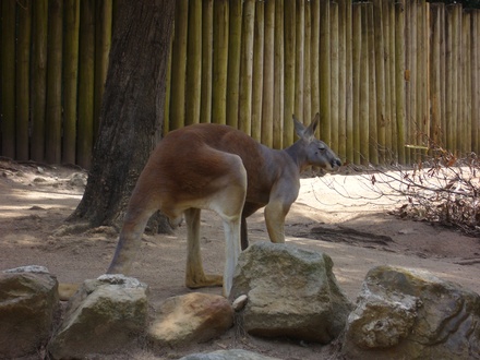  Känguru
 