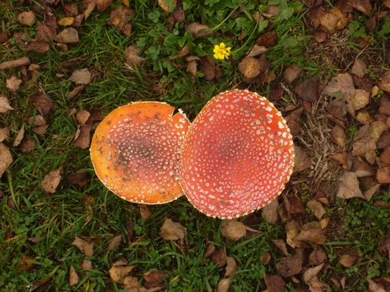 Fliegenpilze 
