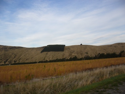  Baumbart? Was machen die denn da?
 